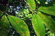 Bình Dương: Cảnh giác với bệnh Corynespora trên cây cao su 